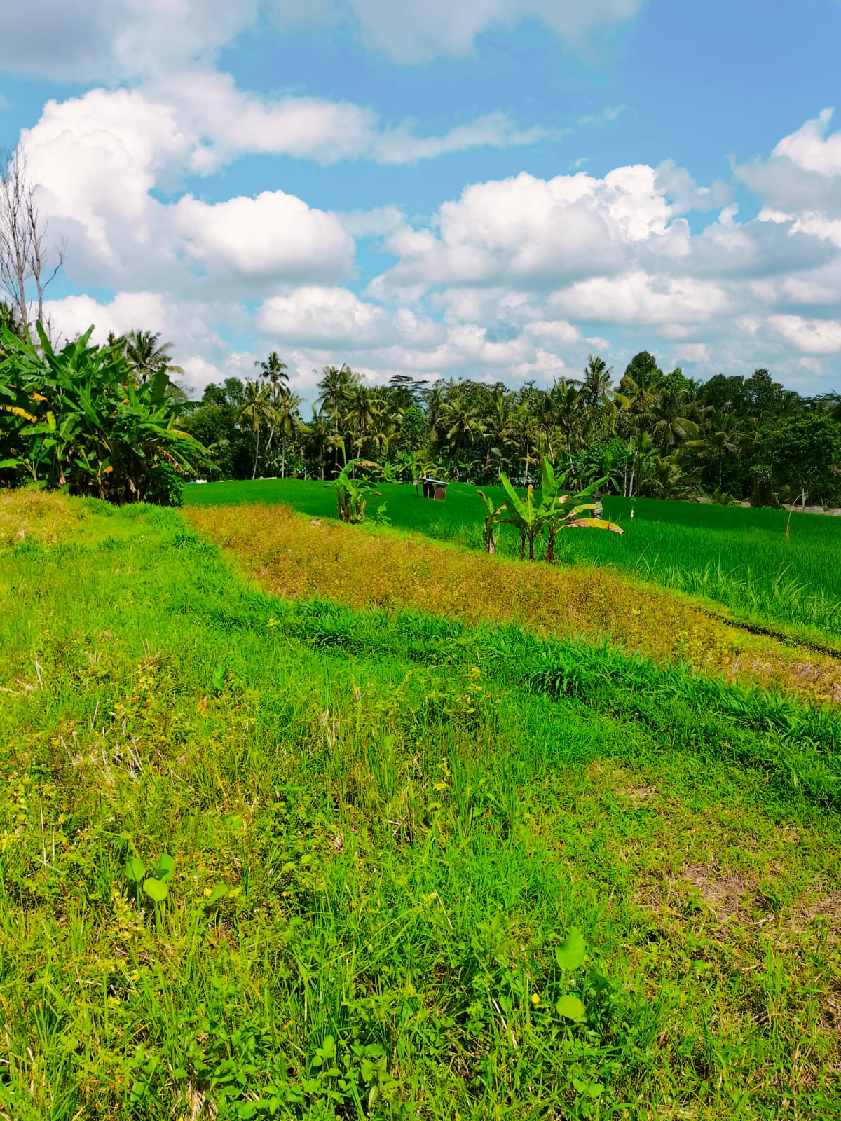 Jual DIJUAL TANAH ; Lokasi : Laplapan Sading Ubud - Real Estate di Bali & Indonesia