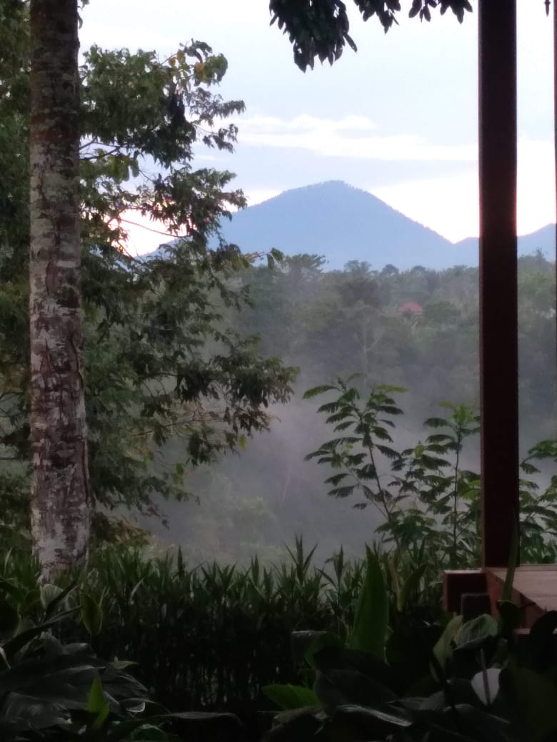 Jual DIJUAL TANAH : Lokasi : Buahan Payangan - Real Estate di Bali & Indonesia