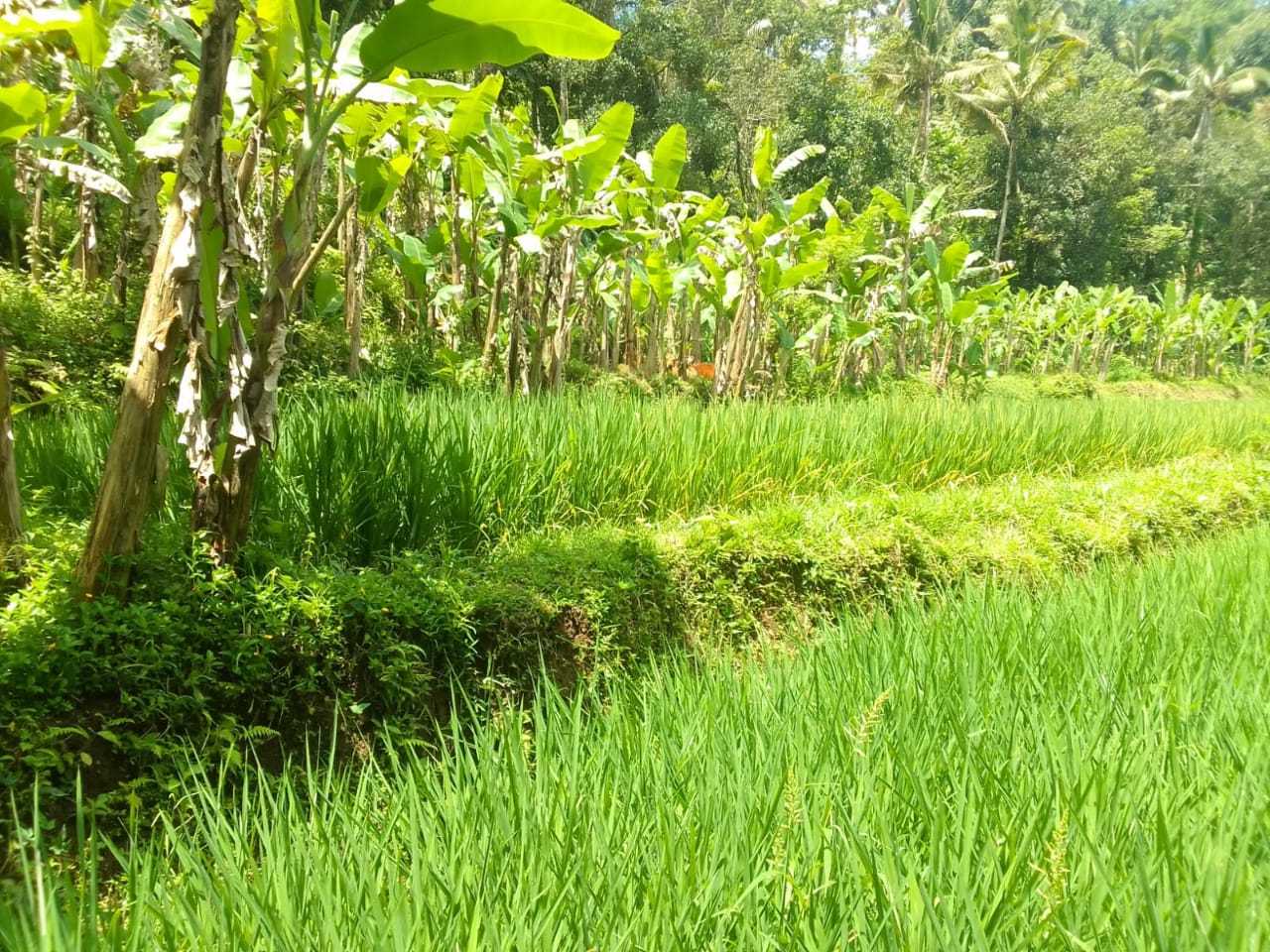Jual LAHAN DIJUAL  Puhu Payangan - Real Estate di Bali & Indonesia