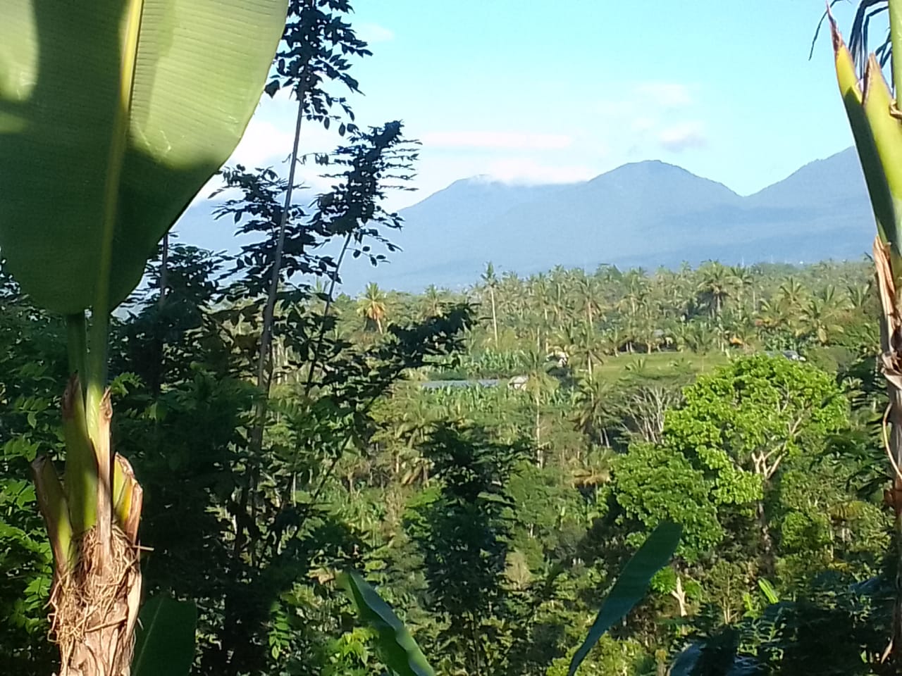Jual LAHAN DIJUAL  Puhu Payangan - Real Estate di Bali & Indonesia