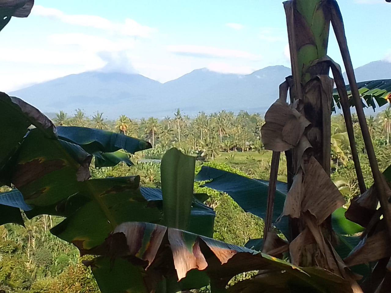 Jual LAHAN DIJUAL  Puhu Payangan - Real Estate di Bali & Indonesia