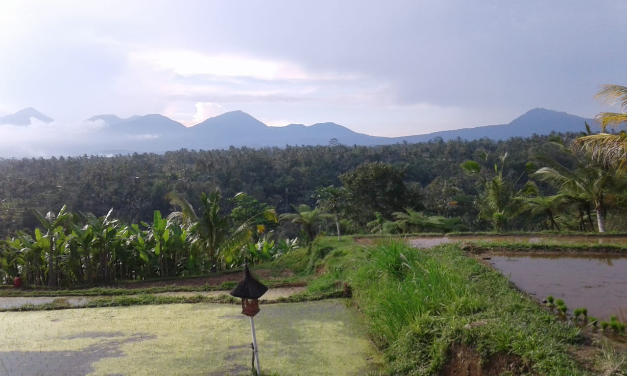 Jual LAHAN DIJUAL  Puhu Payangan - Real Estate di Bali & Indonesia