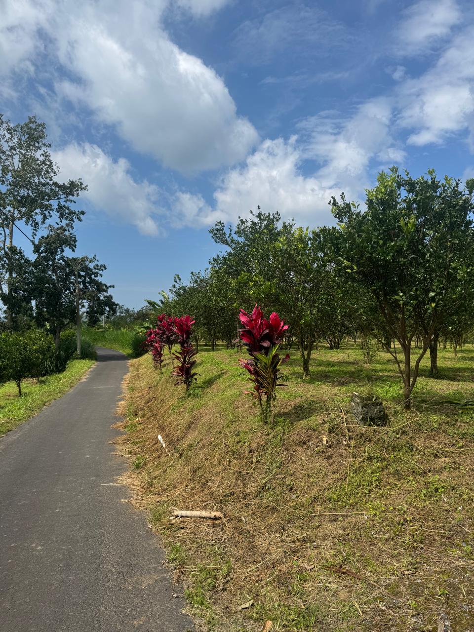 Peluang Bisnis 2026: Mengubah Tanah Kosong di Bali Menjadi Boutique Resort - Properti Indonesia